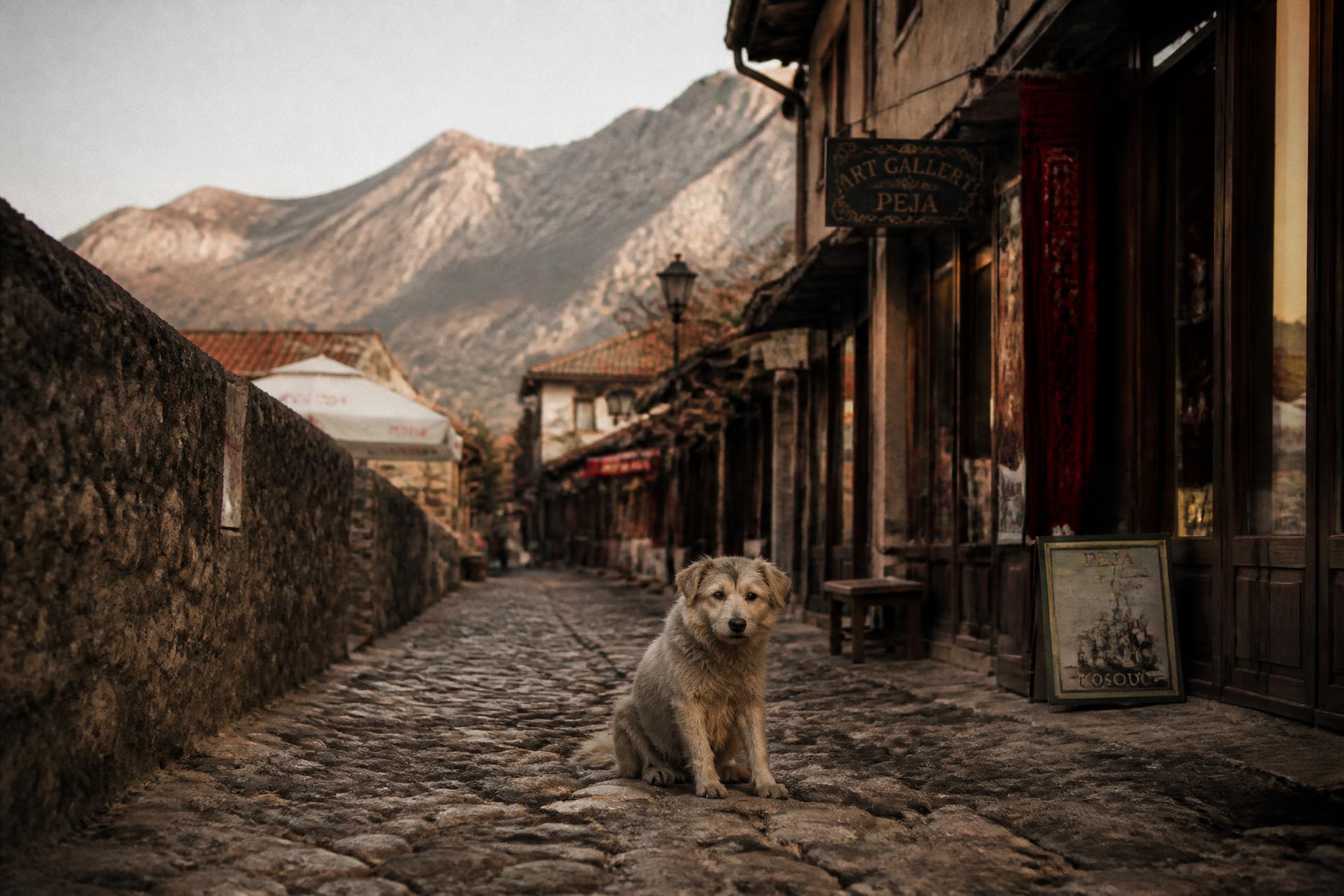 A stray dog in the old streets of Peja, Kosovo